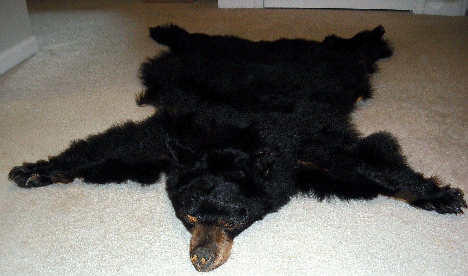 Absolutely Beautiful Tanned Bear Hide With Face & Claws