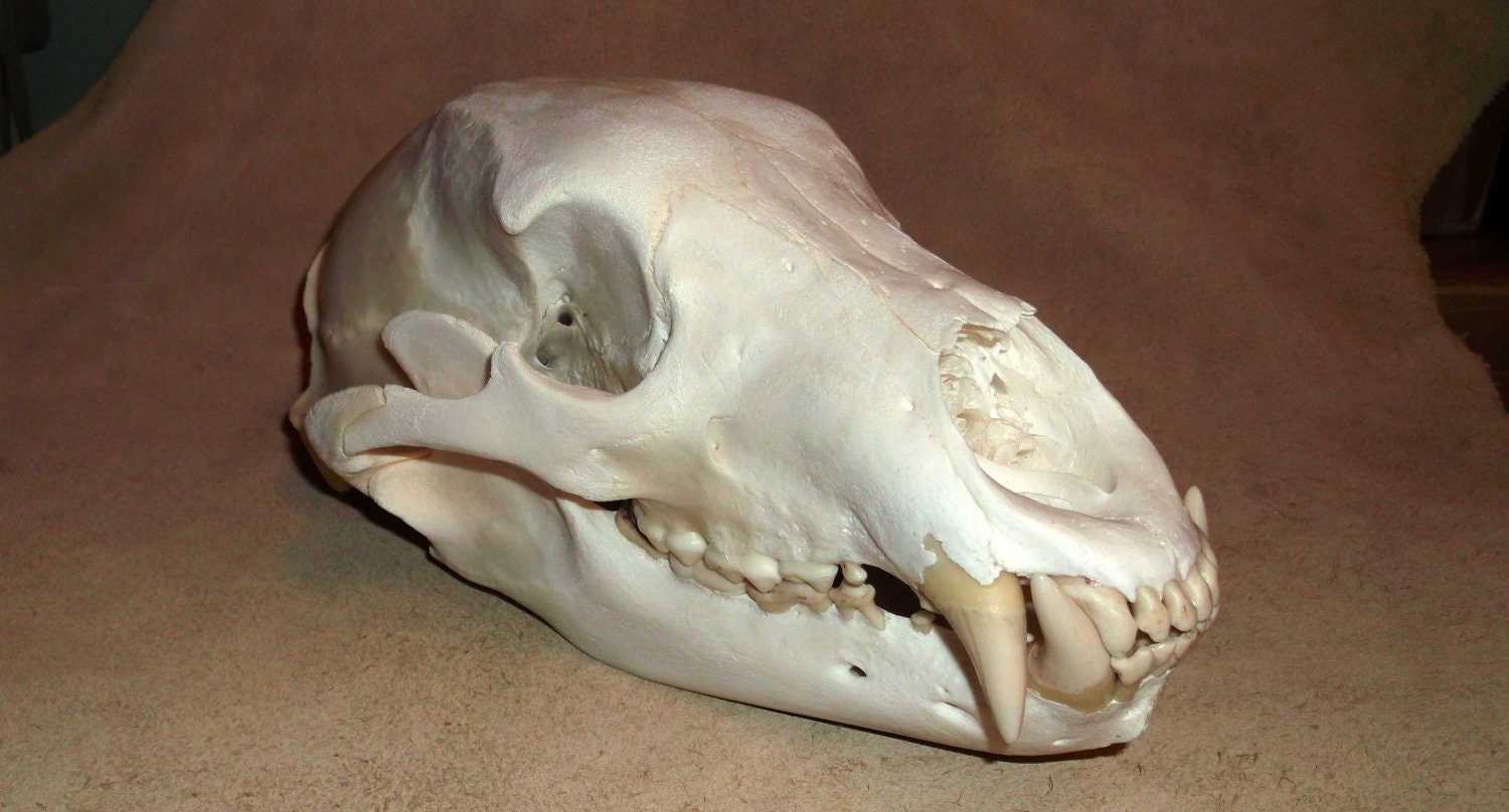 Extra Extra Large Genuine Black Bear Skull Professionally