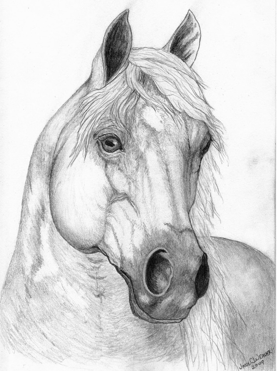 Items similar to Print of Original Graphite drawing of Quarter Horse ...