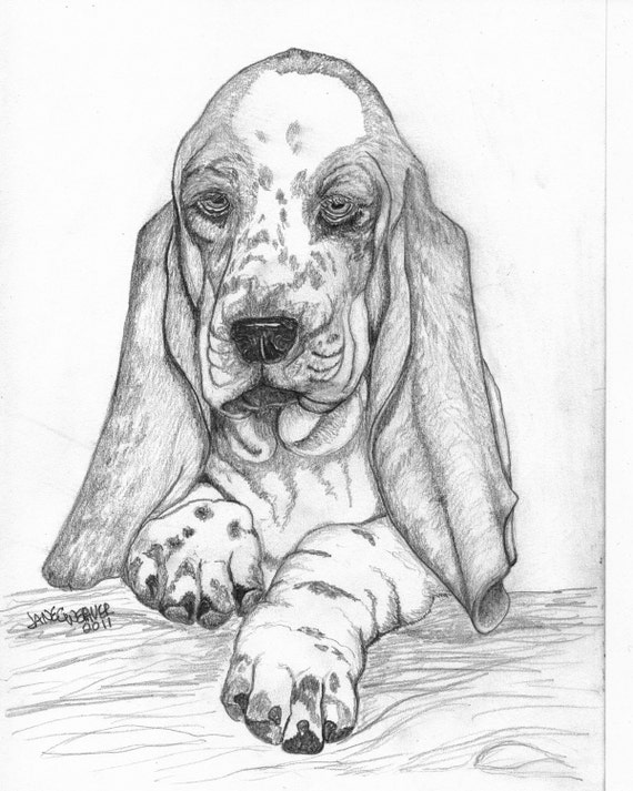 Items similar to Print of original pencil drawing Basset hound puppy 8 ...