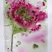 Queen Anne's Lace Floral Watercolor Original Art