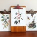 Audubon Bird Prints, Lot of Three (3), Summer Home Decor