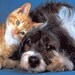 SMOKE & ODOR Eliminator,HIGHLY Scented Tarts,Candle Melt,Tart Burner,Heart Song Tarts,Dog,Cat,Wax Tarts,Home Scents,Candles,Tarts