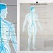Vintage Anatomical Chart - Nervous System