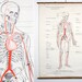 Vintage 1930's American National Red Cross Anatomical Chart - First Aid Instruction