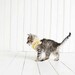 SALE Kitten Photography, "Small" 4x4 Metallic Print, kittens, shabby chic, photo, white, yellow, nursery art, child's room, cottage decor