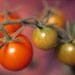 Cherry tomatoes, photo greeting card, 5"x7", blank.