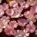 Light Pink Sparkle Table Scatter with Swarovski element crystal center, Set of 50 for Wedding Reception, Bridal Shower, DIY Place Cards