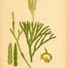 Antique 1905 Botanical Book Page Lycopodium Complanatum L. (Ground Cedar)