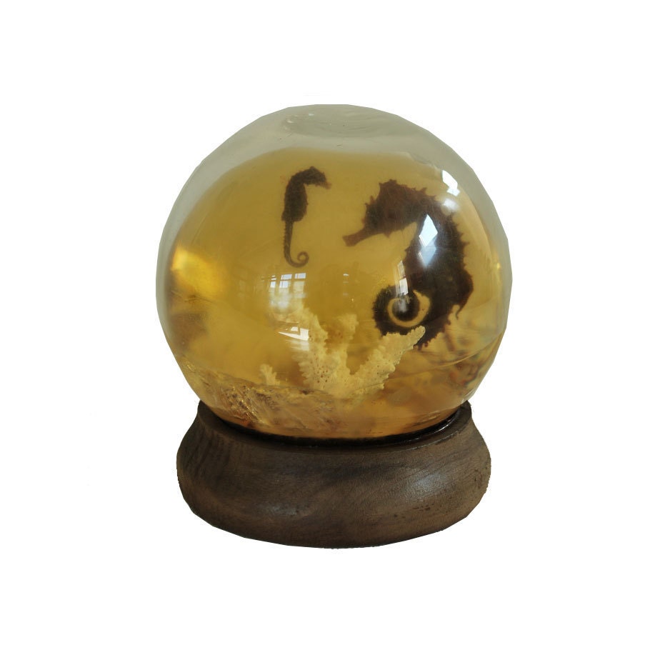 preserving animals in jars