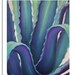 Agave