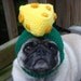 Cheesehead Wisconsin Dog Hat / Made to Order by Sweethoots on Etsy