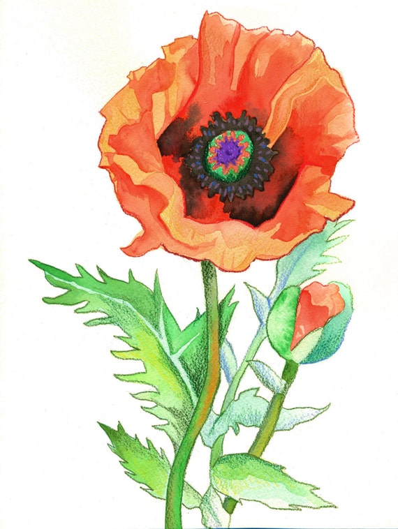 Items similar to Poppy (Flower Power Series Print Watercolor Colored ...