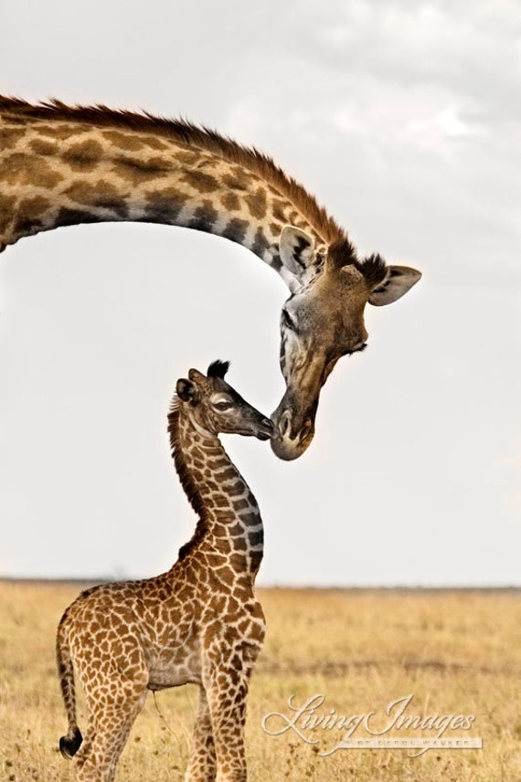 Giraffe's First Kiss Fine Art Wildlife Photograph