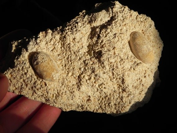 fossil eggs for sale