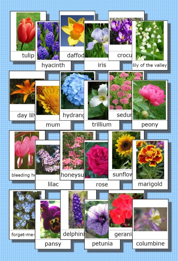 Items similar to Printable Montessori 3-part cards - Flower Names on Etsy