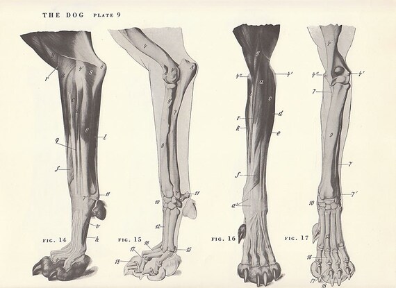 Vintage Dog Feet Anatomy Illustration Book Page