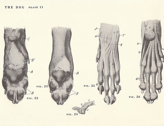 Vintage Dog Paw Musculature Skeleton View Illustration Book