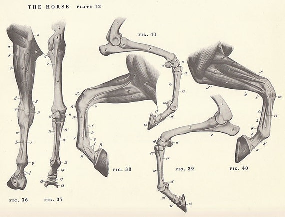 Vintage Horse Leg Hoof Joint Anatomy Illustration Book Page