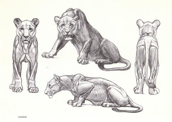Items similar to Vintage Gorilla Lion and Lioness Double Sided Book