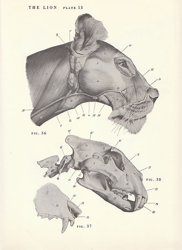 Items similar to Vintage Lion Head Skull Musculature Anatomy