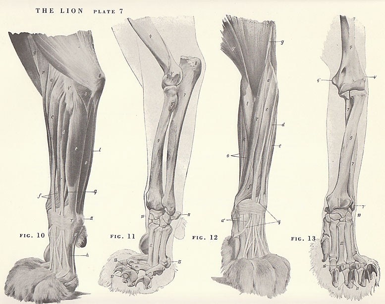 Vintage Lion Paw Musculature Skeleton View Illustration Book