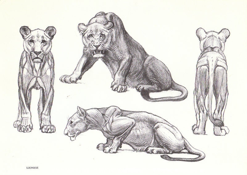 Lioness Muscle Anatomy / Lion | Smartencyclopedia - Maybe you would