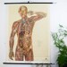 Vintage HUGE pull down map, German Anatomy school wall chart