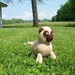 Stuffed Animal - Crocheted Pug - Dog - Amigurumi - Ready to ship