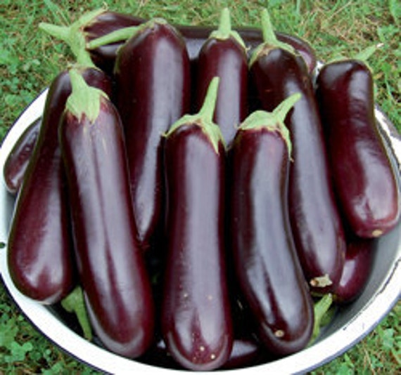 Eggplant Heirloom Variety Diamond Organically Grown Italian