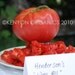 Organic Heirloom Henderson's Wins All Tomato Seeds