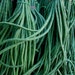 Organic Heirloom Yard Long Asparagus Bean Seeds Rare