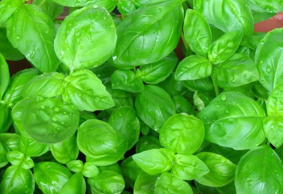Sweet Classic Basil Organic Fragrant Flavorful Heirloom Rare