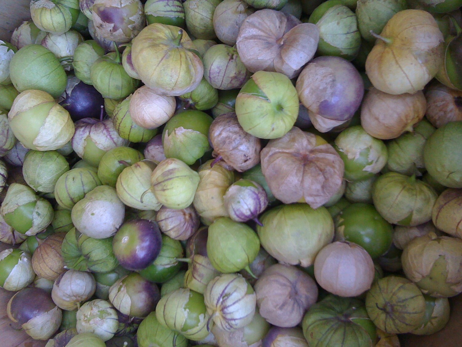 Tomatillo Verde Heirloom Variety Rare Seeds Grown to Organic