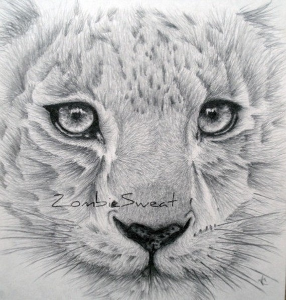 Snow leopard pencil drawing 11x12 print