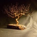 Twisted tree on fir