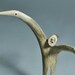 Antler sculpture