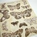 Butterflies and Moths Stickers (Set of 14) - Use for paper projects, cards, altered art, and more