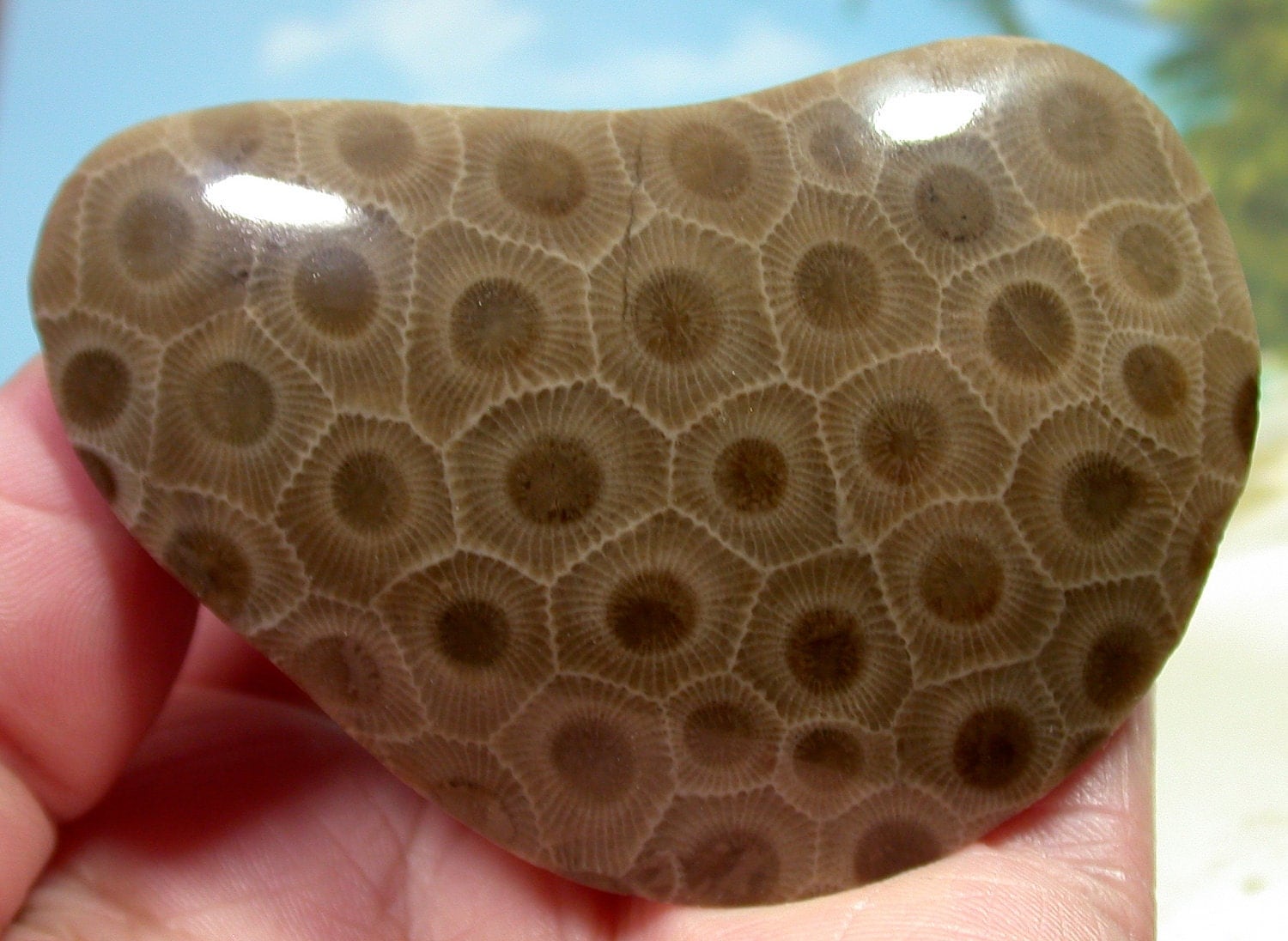 Polished Petoskey Stone from Michigan EXCEPTIONAL SPECIMEN