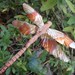 carved cedar and copper dragonfly