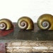 Giant Snail Shells Natural History Set of 3