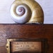 Beautiful Giant Snail Shell Natural History Curiosity