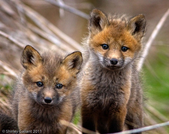 Items similar to Young Fox Kit Pups Cute 5X7 Photo on Etsy