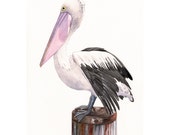 Pelican Painting  -P072- wildlife nature bird art ocean beach - print of watercolor painting - 5 by 7 print