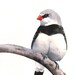 Finch Painting - ORIGINAL watercolor painting