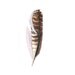 Feather Painting Brown - Original Watercolor Painting