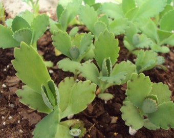 Organic Mother of Thousands Plant, Kalanchoe Diagremontiana Live Succulent Plants