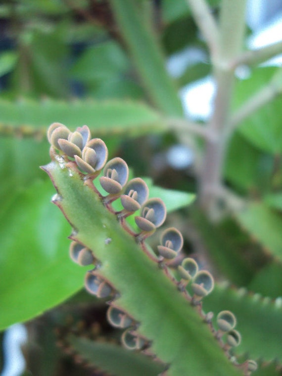 Alligator Live Plant Succulent Sale Bryophyllum Tubiflora