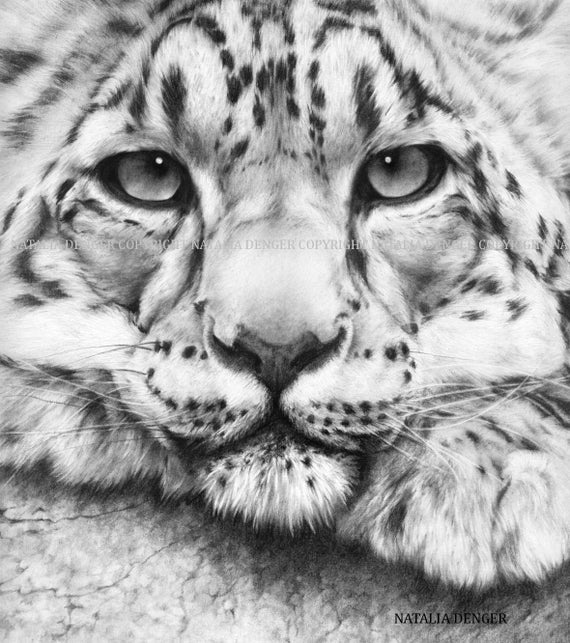 Leopard Paper PRINT 8x10 Snow Leopard Charcoal Drawing