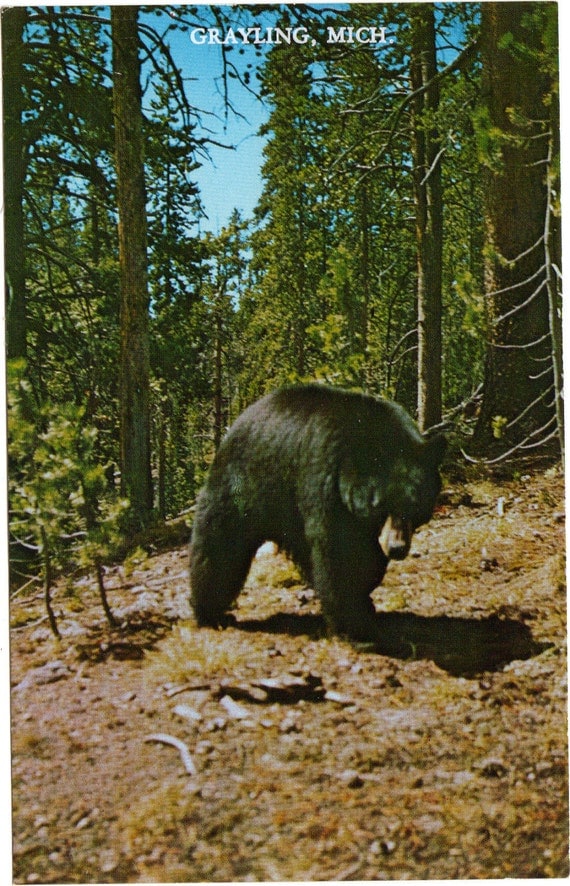 Thank You For Your Order >> Vintage Postcard Grayling Michigan Black Bear Thank You For Your Order >> Vintage Postcard Grayling Michigan Black Bear